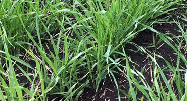 Tips to scout your 2020 barley crop
