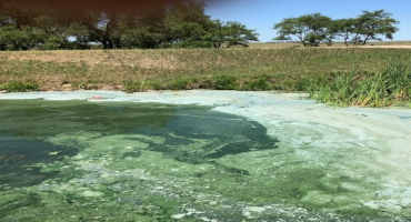 Be on the Lookout for Toxic Cyanobacteria