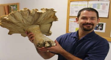 After Summer Rains, Look for This Giant Mushroom in Backyards, Parking Lots