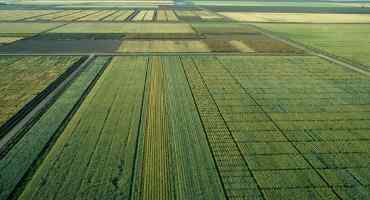 Improved Heat-Resistant Wheat Varieties are Identified
