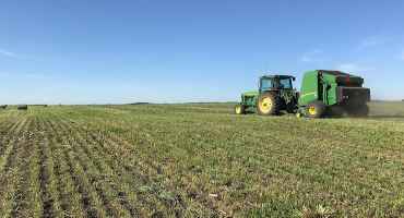 What to Know about Alfalfa Nutrient Management