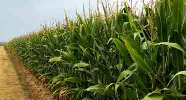 20 Years in the Making: Rotate Corn for Better Soil Health