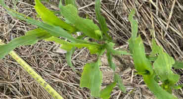 Be On The Lookout For Armyworm Damage