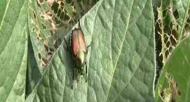 More On Armyworms, And Now Japanese Beetles Too