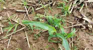 Problem Weed Control in Midseason Corn and Soybean