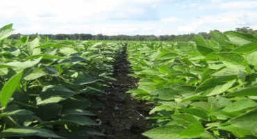 Soybean Irrigation During Reproductive Growth