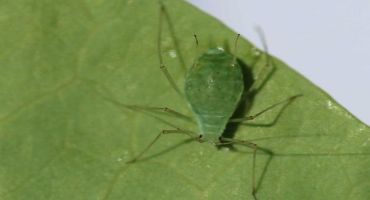 Watch for Pea Aphid Populations in Alfalfa