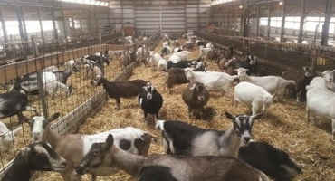 Iowa Dairy Goat Survey Shows Potential for Growth and Improvement