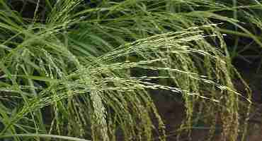 K-State Forage Expert Talks about how Teff Grass is Being Used for Cattle Grazing in Kansas