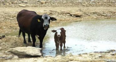 Diagnostic Guidance: Keep Cattle Hydrated and Healthy