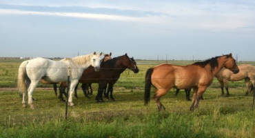 African Horse Sickness on Texas A&M, Industry Radar
