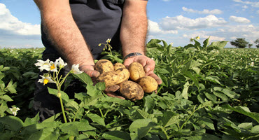 Potato industry seeks better CFAP support