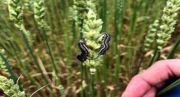 First True Armyworm Outbreak in Wheat Since 2010