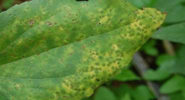 Panhandle Perspectives: Be Prepared For Dry Bean Rust in 2020