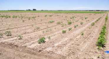 New Pima Cotton Interest Could Bring Cotton Fungus to Texas Plains