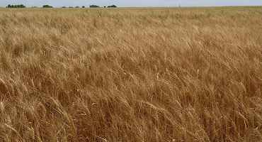 K-State Chosen as Hub for Improving U.S. Winter Wheat