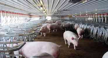 Record Hog Numbers Reported by USDA as of June First- 79.6 Million Head Found on US Farms