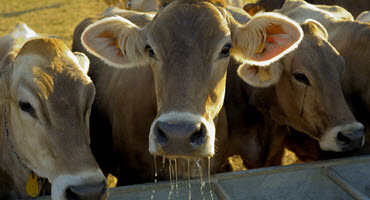 Mitigate heat stress in cattle 