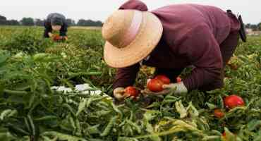 Predicted July Heat Could Damage Central Valley Crops