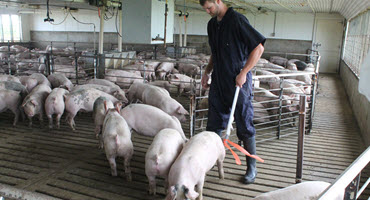 Cdn. hog producers need long-term support