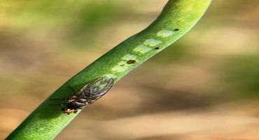 Treatments Tested for Invasive Pest on Allium Crops