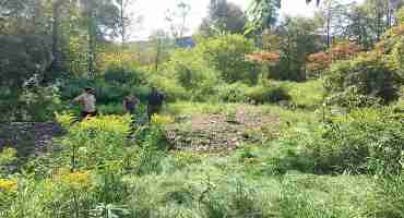 Trees and Shrubs Protect Crops and Generate Income for Farmers