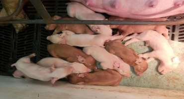 Swine Reproductive Herd Management