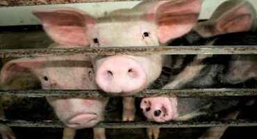 Emerging Flu Virus in Chinese Pigs has Pandemic Potential, Researchers Say