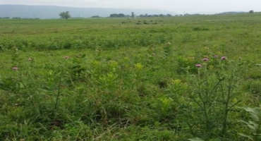Understanding Management of Poisonous Weeds in Hay and Pasture