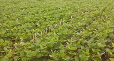 Dicamba Alternatives to Control Weeds in Soybean