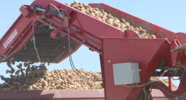 Idaho Potato Acres Dip Below 300,000 for Second Time Since 1970
