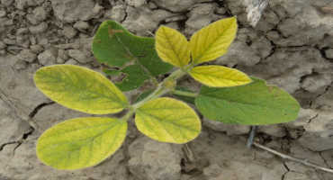 Identifying Nutrient Deficiency Symptoms in Soybeans