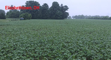 How well are corn and soybean plants growing this year?