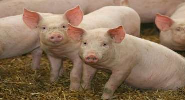 K-State updates Swine Nutrition Guide