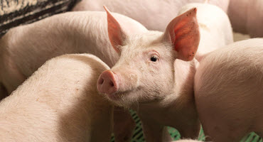 Hog markets may see slow recovery 