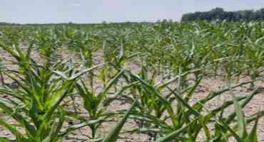 Corn Growth in Hot and Dry Conditions