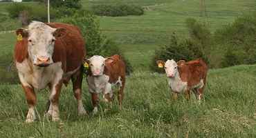 Beef Cattle Experts Outline ‘Pillars’ for Sustainable Ranches