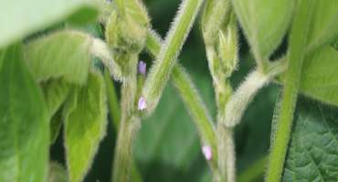 Wisconsin Soybean White Mold Update