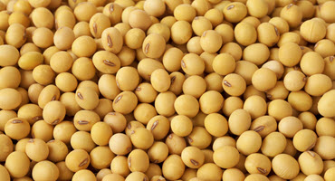 Researchers working on soybean development