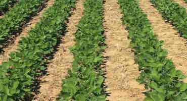 White Mold in Soybeans Sporecaster Forecasts and Scouting
