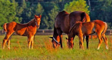 Management Strategies for Weaning Foals