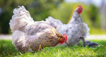 Water Management Key to Helping Chickens Beat the Heat