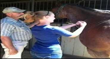 Equine Encephalitis Case Confirmed in Marion County