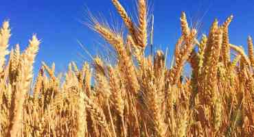 Crop Infesting Spores 'Tricked' by New Biomaterials to Aid Global Wheat Production