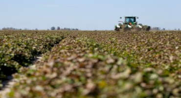 Sorry Soil and Tight Margins a Perfect 'in' for Arkansas Peanuts