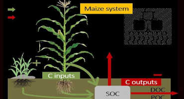  UK Research: Cover Crops, No-Till Could Slow Climate Change