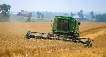 Late Freezes Hurt Kentucky Wheat Yields