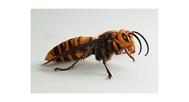 The buzz about giant hornets