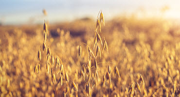 Richardson revises oat procurement program