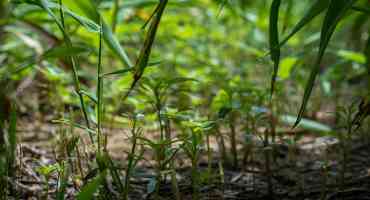 Double-crop Weed Management Made Easy